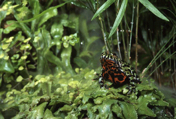 Bombina orientalis