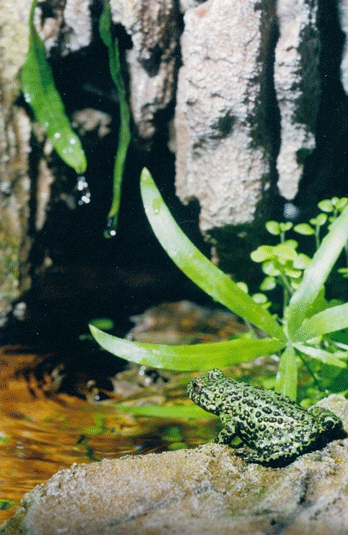 Bombina orientalis