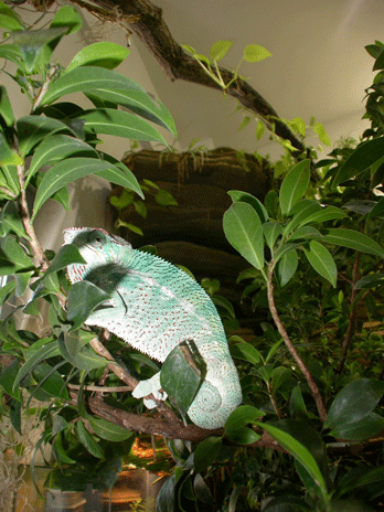 Cameleon