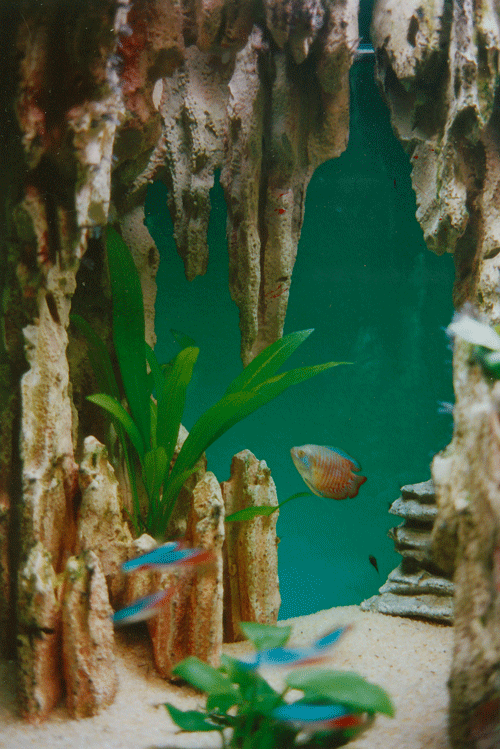 Aquarium-grotte 