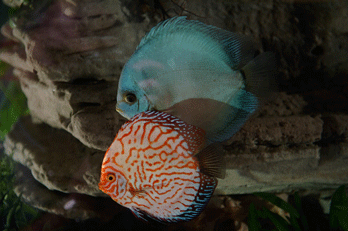 Discus