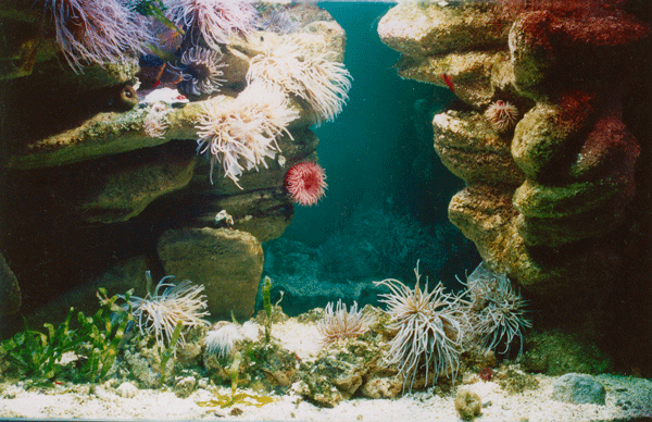 Mediterranean aquarium